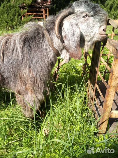 Шами козлята, козочки, козы