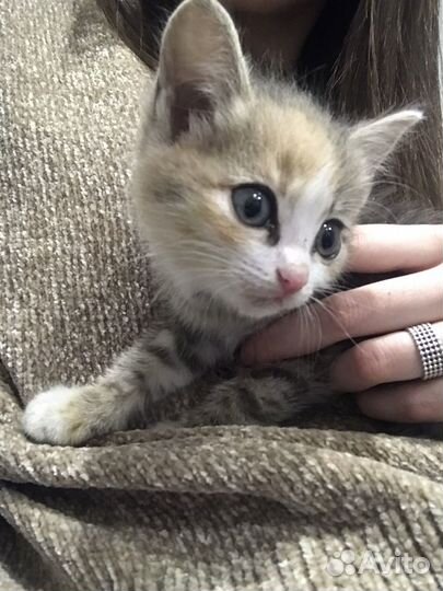 Котенок в добрые руки