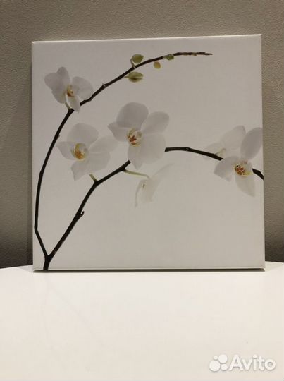 Постер Orchid philip plisson