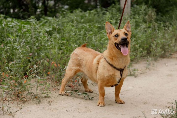 Рыжее счастье ищет семью