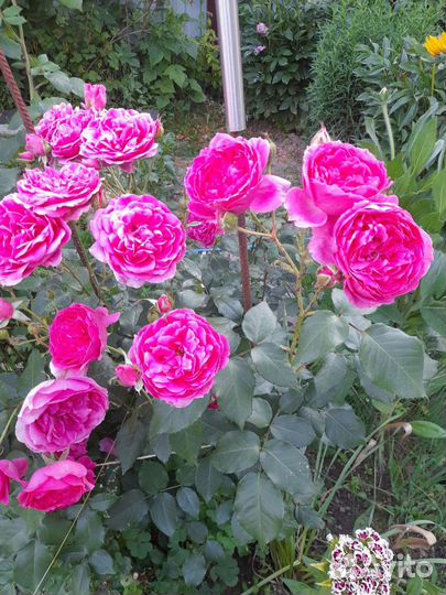 Саженцы роз