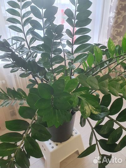 Цветок Замиокулькас для офиса