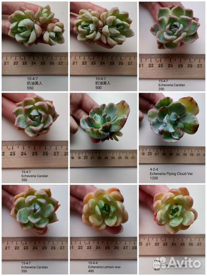 Суккуленты 3/6