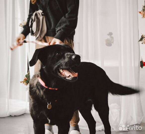 Метис лабрадора в добрые руки