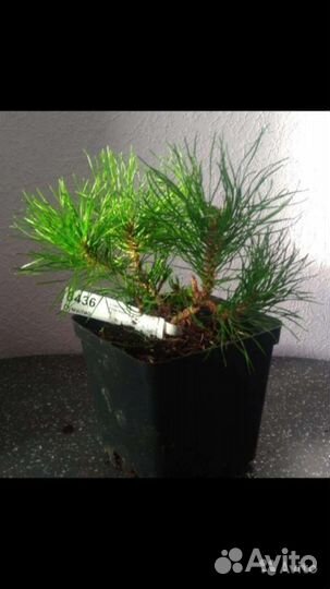 Сосна горная пумилио,туя смагард