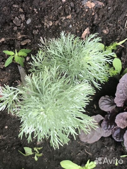 Цветы для сада-Многолетние