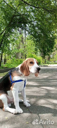 Выгул собак