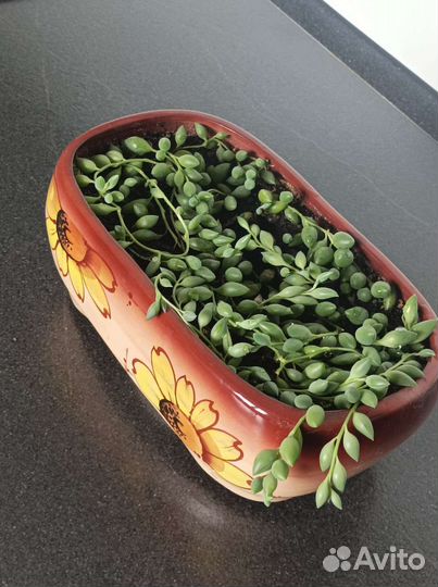 Крестовник Роули