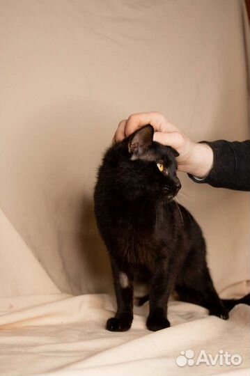 Молодой котик с особенностью