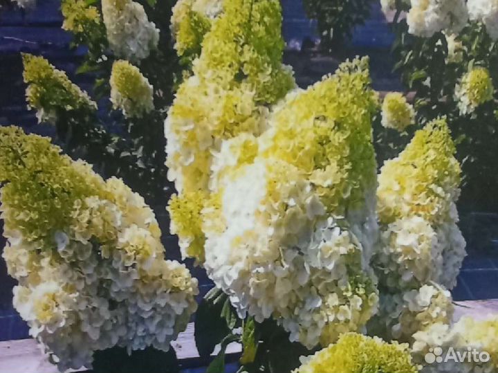 Гортензии большой выбор