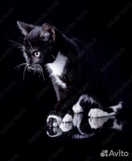 Кошка сирота