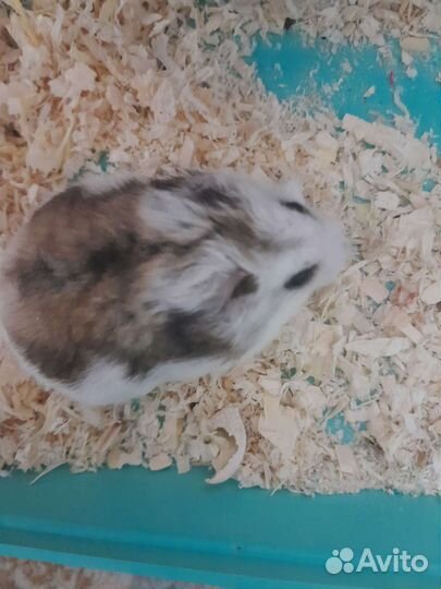 Клетка для джунгарского хомяка