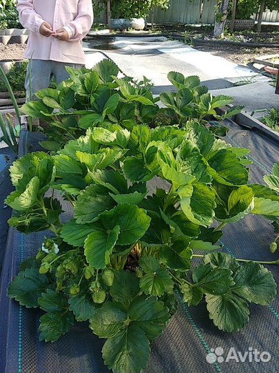 Рассада виктории в стакане