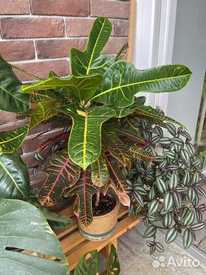 Кодиеум кротон