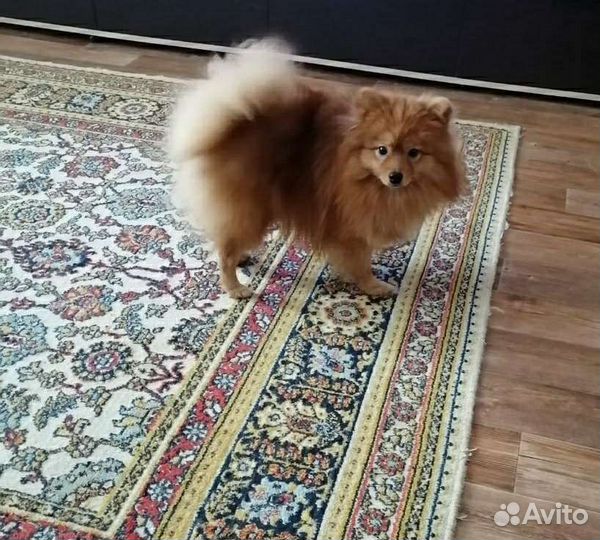 Немецкий шпиц вязка
