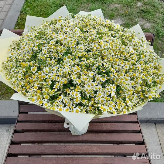 Цветы ромашки