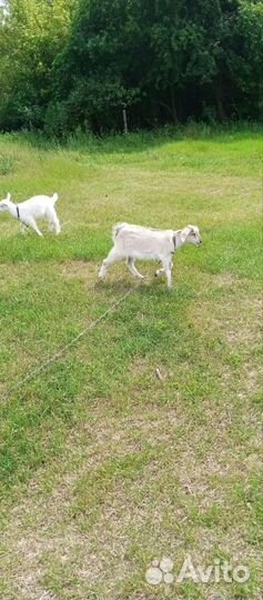Козочки 2 месяца