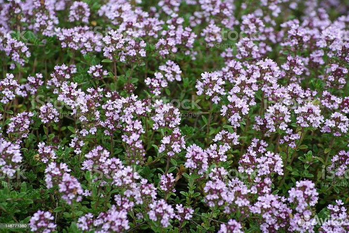 Мята желтолистная. Тимьян. Барвинки разные