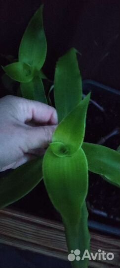 Цветок золотой ус