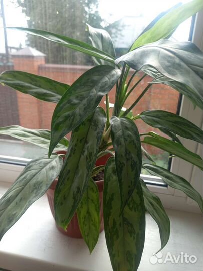 Аглаонема Сильвер Кинг