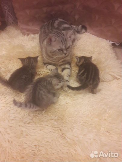 Британские котята