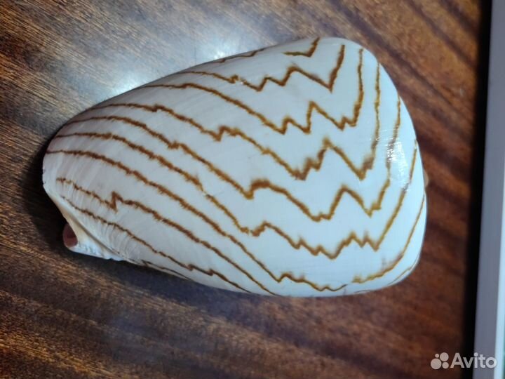 Ракушка натуральная