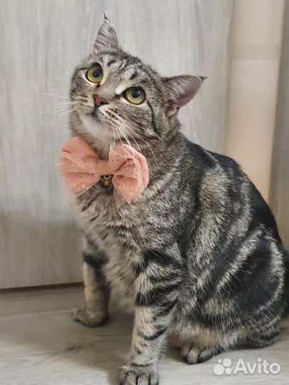 Кошка ищет дом