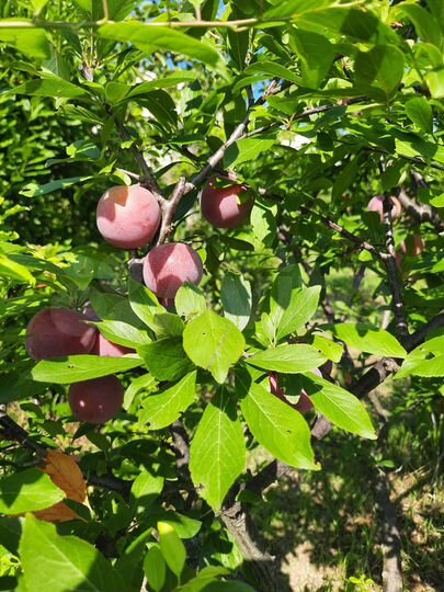 Участок 17,2 сот. (ИЖС)