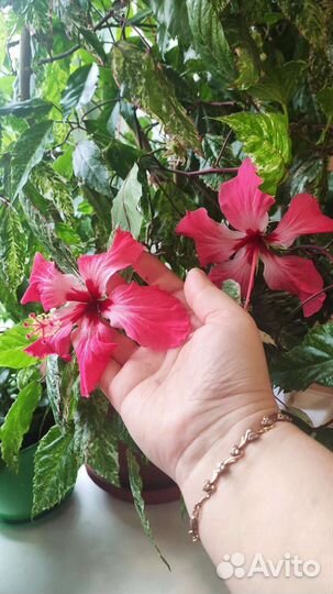 Гибискус пестролистный китайская роза гигант