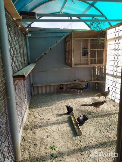 Молодняк птицы