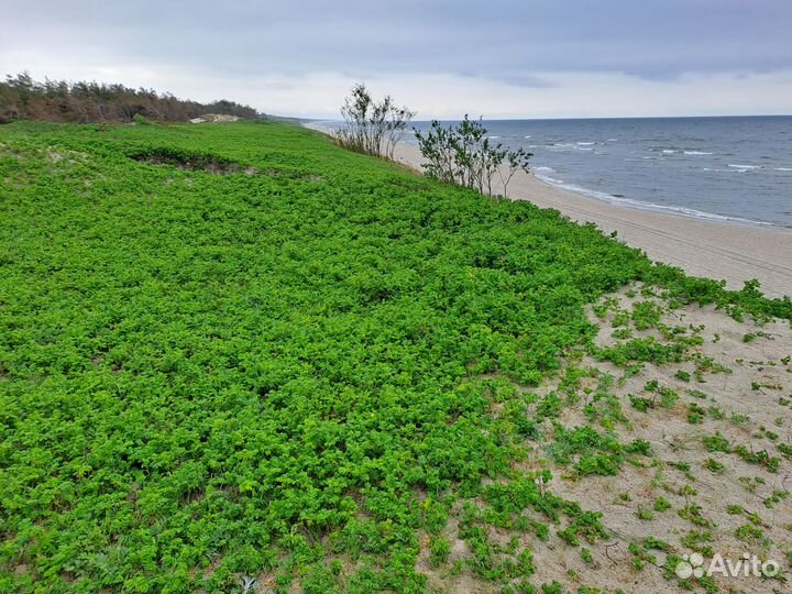 Индивидуальные экскурсии по Калининградской обл