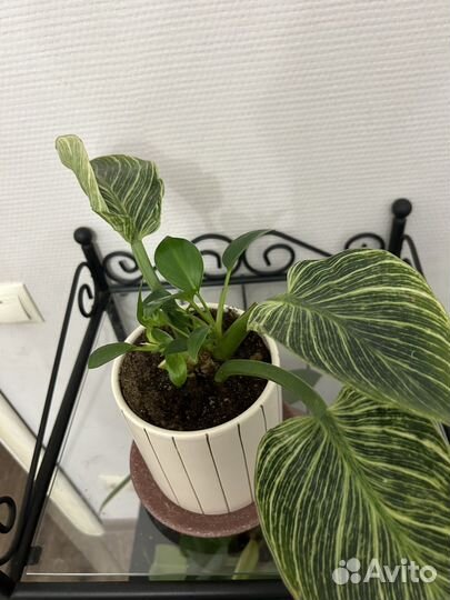 Комнатные растения цветы