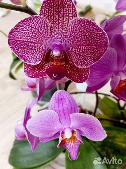 Удобрения для орхидей