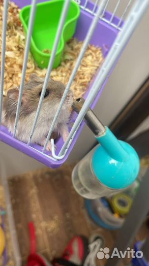 Джунгарский хомяк с клеткой бесплатно