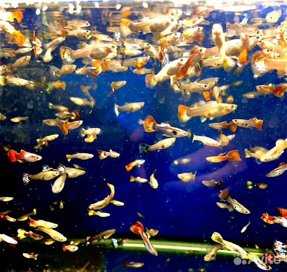 Аквариумеые рыбки