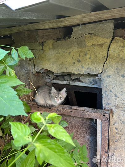 Помогите пристроить котенка