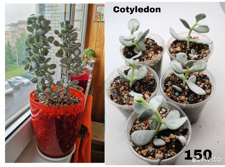 Эхеверия Котиледон Граптоверия