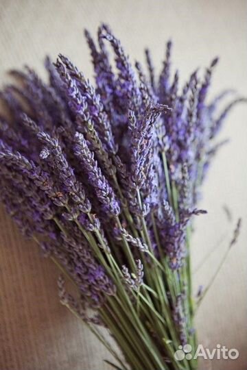 Лаванда сухоцвет