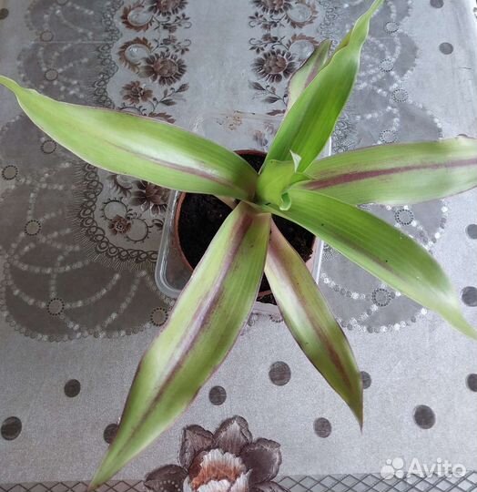 Растение золотой ус