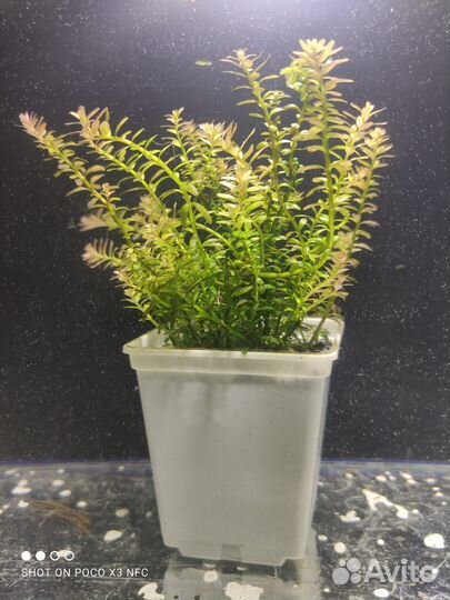 Аквариумный декор,растения, рыбки