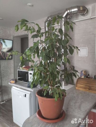 Фикус бенджамина