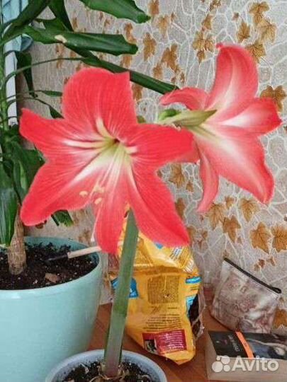 Гиппеаструм