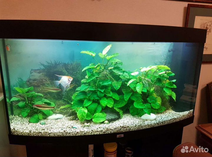 Обслуживание аквариумов