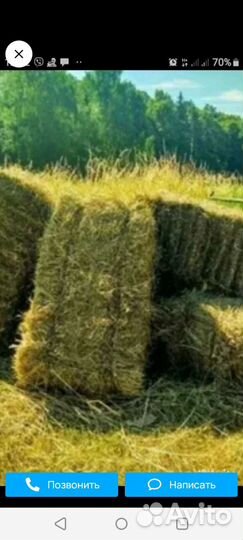 Сено в квадратных тюках