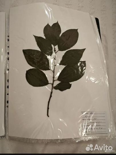 Гербарий для вузов