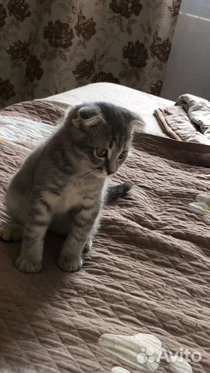 Шотландская