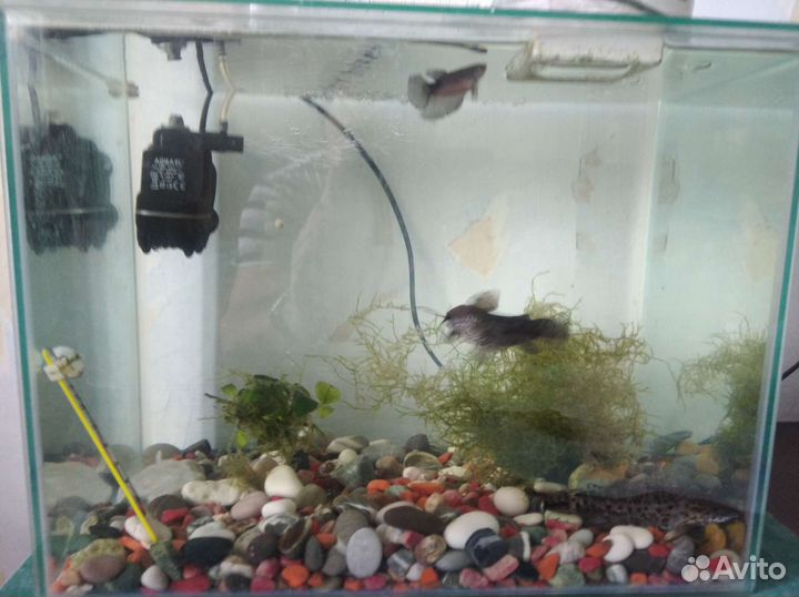 Аквариум