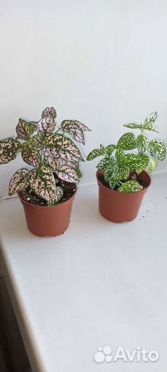 Комнатные растения