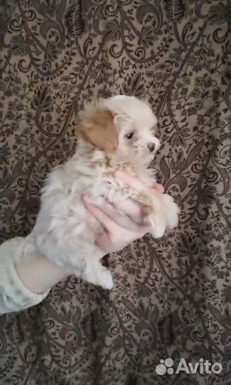 Малышки мальтипу f1