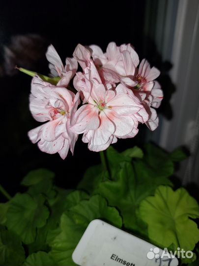 Пеларгонии компактные